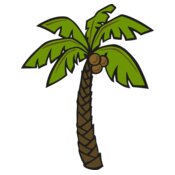 Palm Coconut Tree
